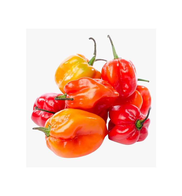 Scotch Bonnet Pepper