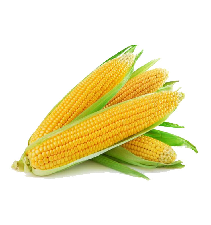 Sweet Corn
