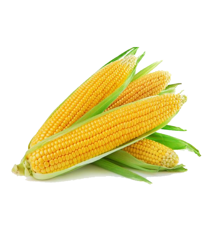Sweet Corn